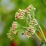 Achillea distans Buveinė