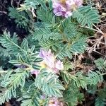 Astragalus sempervirens Çiçek