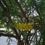 Caesalpinia spinosa Blüte