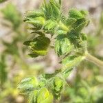 Potentilla recta Anders