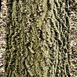 Celtis occidentalis Bark