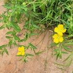 Ludwigia octovalvis Flower