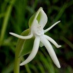 Habenaria trifida Flor