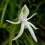 Habenaria trifida Kvet