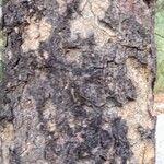 Bauhinia rufescens Bark