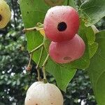 Hernandia nymphaeifolia Vrucht