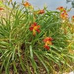 Hemerocallis minor Flor