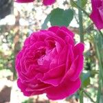 Rosa × damascena Flower