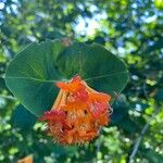 Lonicera ciliosa Flower