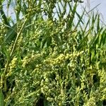 Chenopodium albumLeaf