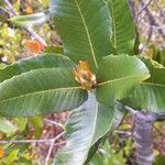 Eucryphia cordifolia Foglia