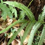 Thelypteris guineensis Folio