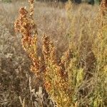 Rumex crispusFlower