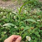 Persicaria lapathifoliaLeaf