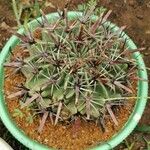 Ferocactus latispinus Blad