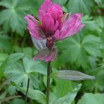 Castilleja rhexiifolia Λουλούδι