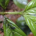 Bertiera bracteosa Bark