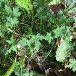 Geranium sibiricum Habitus