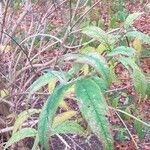 Buddleja albiflora Ліст