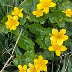 Caltha palustris花