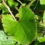 Centella asiatica Blad