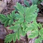 Dicentra eximia Blatt