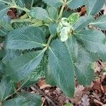 Helleborus lividus Leaf