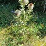 Cirsium eriophorum 整株植物