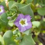 Sclerophylax kurtzii Flower