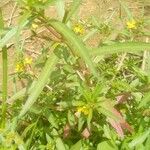 Ludwigia hyssopifolia Leaf