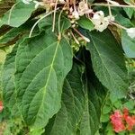 Clerodendrum quadriloculare برگ