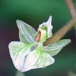 Ponthieva racemosa Fleur
