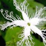 Trichosanthes cucumerina Blüte