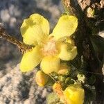 Verbascum lychnitis Цвят