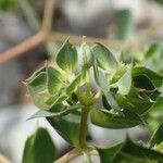 Euphorbia falcata Frukt