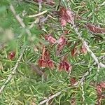 Erica arborea Fruit