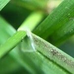 Carex sylvatica List