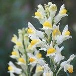 Linaria vulgaris Fiore