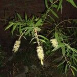 Melaleuca quinquenervia Flor