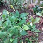 Phlomis russelianaLeaf