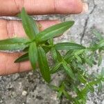 Oldenlandia corymbosa Ліст