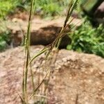 Heteropogon contortus Blüte