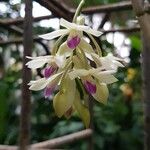 Dendrobium amethystoglossum Fleur
