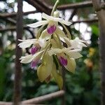 Dendrobium amethystoglossum Kukka