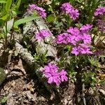 Phlox amoena Kvet