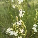 Silene tatarica Blomma