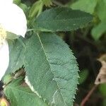 Rosa corymbifera 叶