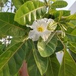 Tabebuia pallida Žiedas