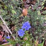 Dampiera stricta Fleur