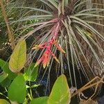 Tillandsia fasciculata Yaprak